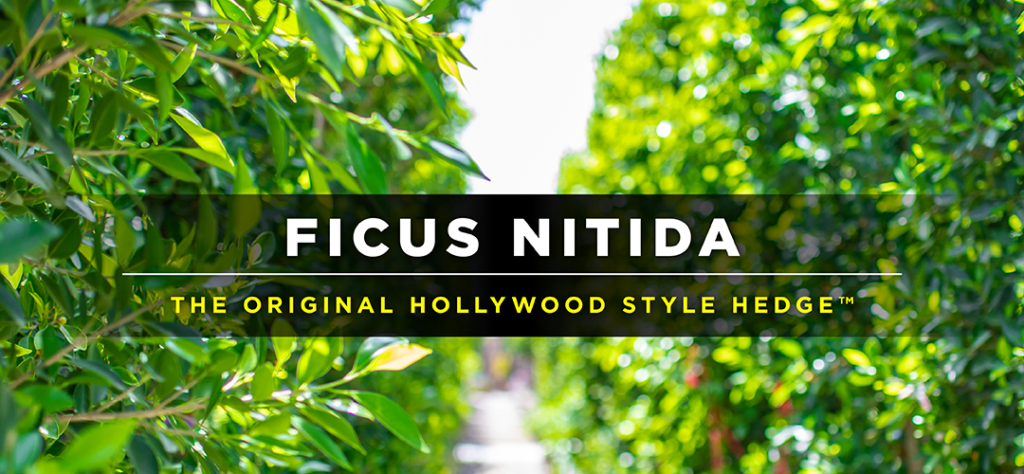 The Double-Edged Sword: Navigating ficus nitida hedge problems in 2025