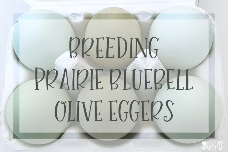 Prairie Bluebell Egger: A Comprehensive Guide 2025