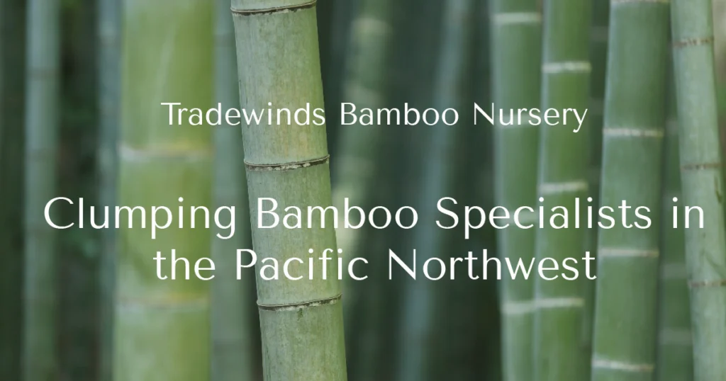 Borinda Boliana: A Comprehensive Guides 2025 Borinda Boliana: A Comprehensive Guides 2025