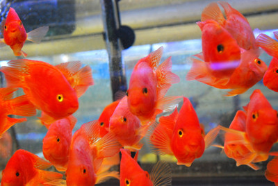 Yuan Bao Parrot Fish Siz: Your Complete 2025 Growth and Care Guide